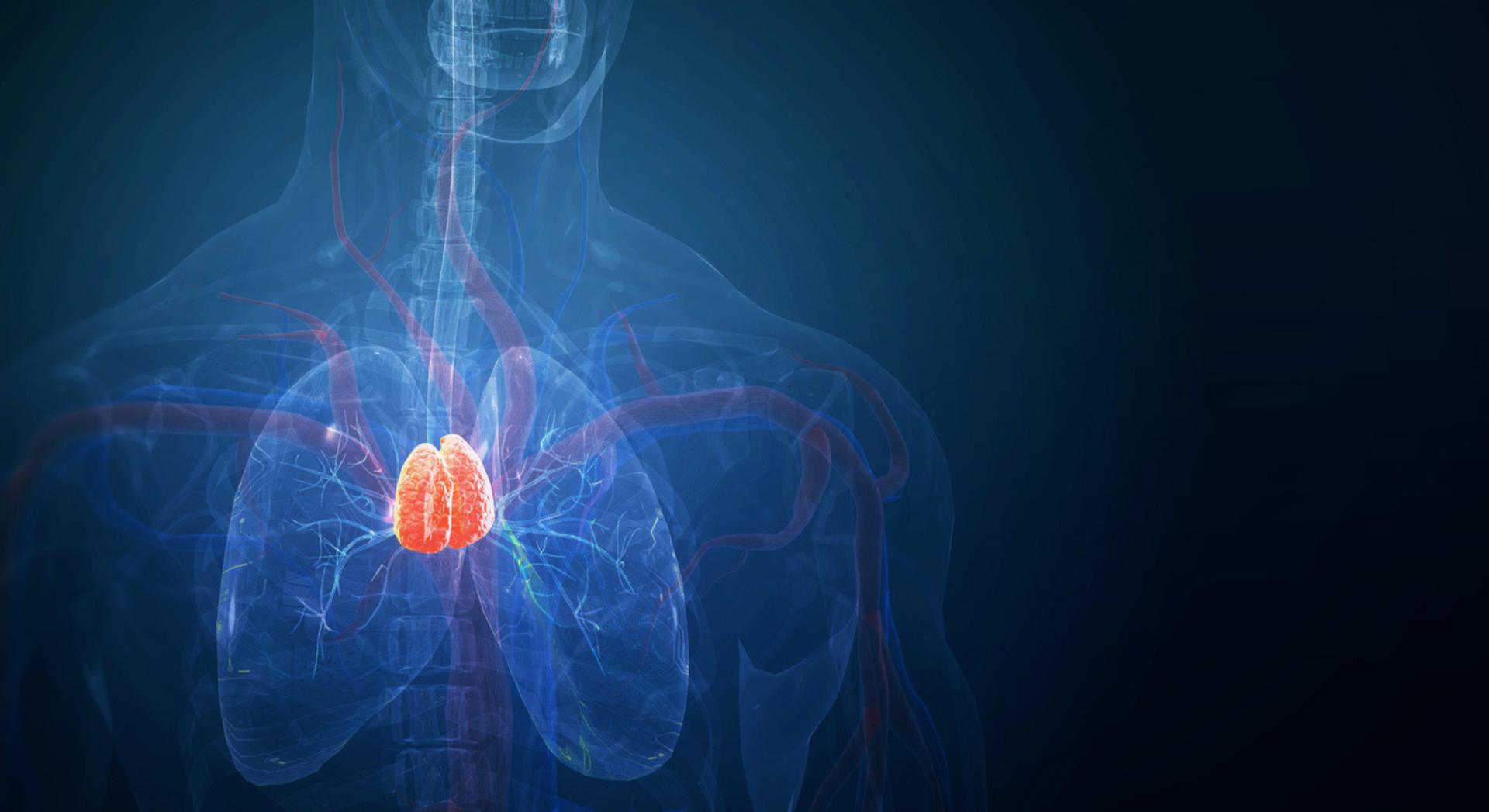 Longtemps considéré comme inutile, cet organe retiré en chirurgie divise aujourd'hui les scientifiques