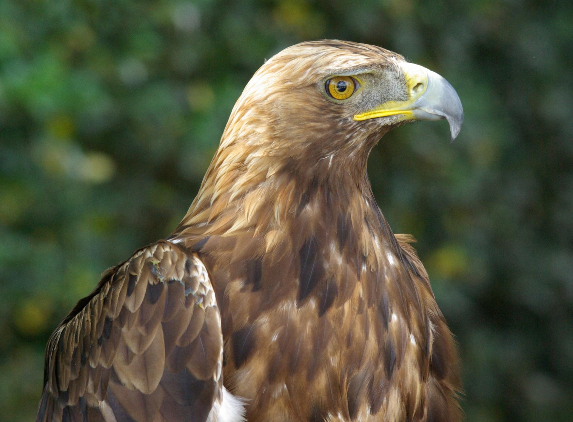 En vidéo : l'aigle royal, grimpeur hors catégorie du Tour de France, image size:1920x1413