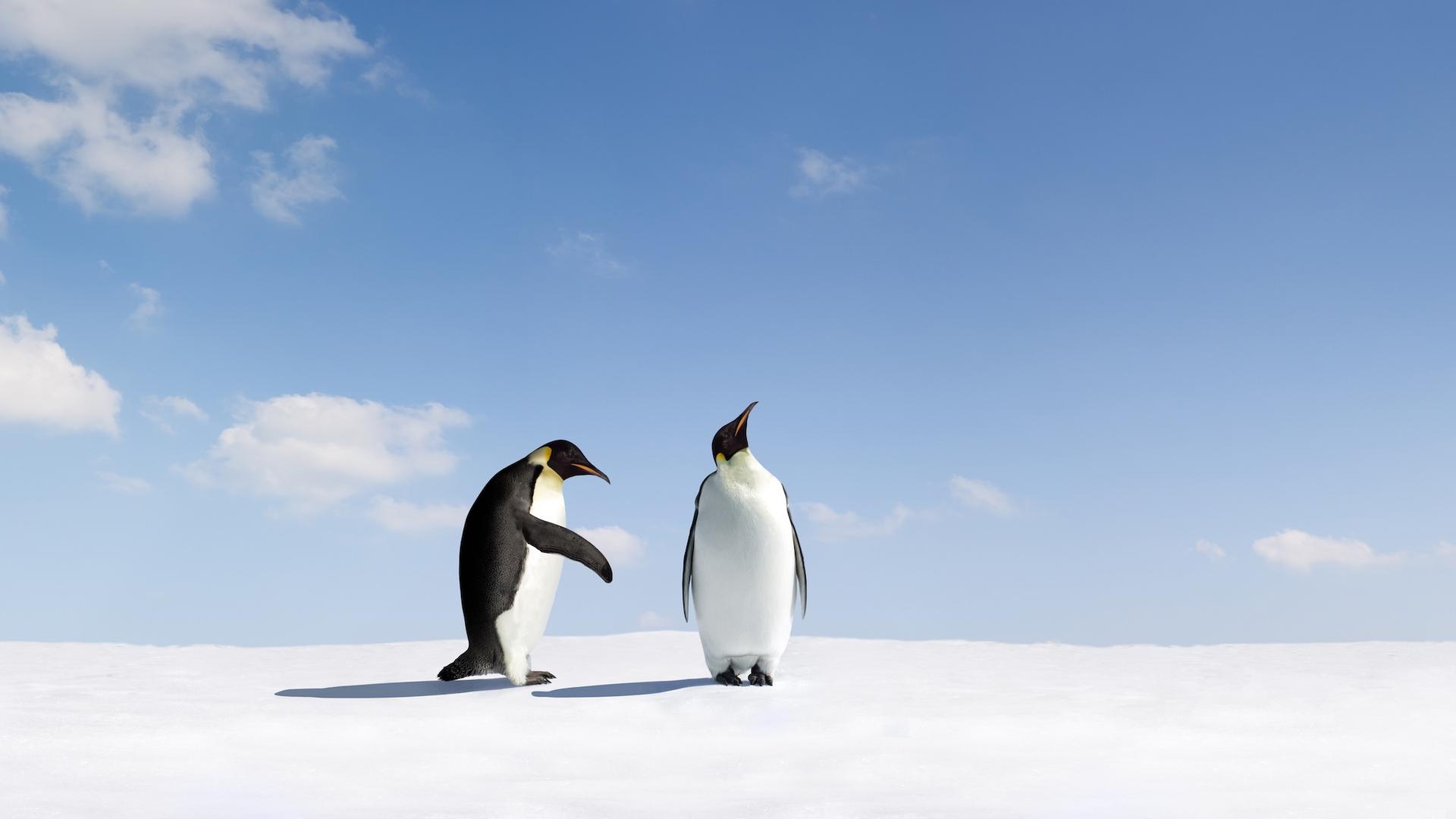 On ne pensait pas voir ça un jour : l’animal star de l’Antarctique envoie un signal bouleversant
