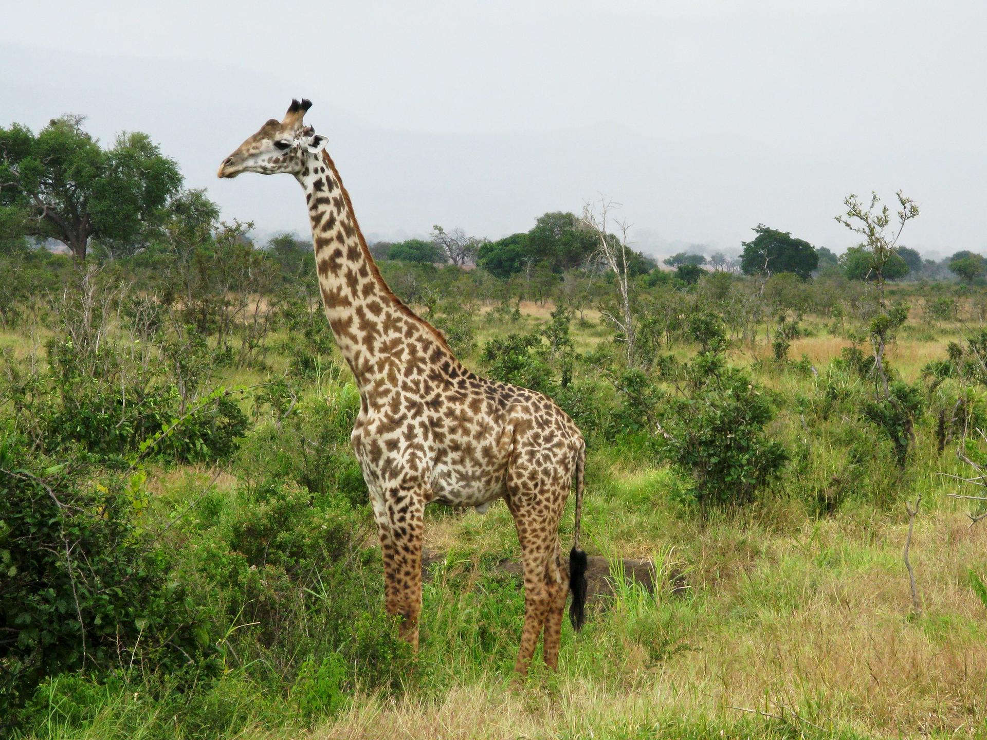 Girafe Quiralu Ancienne – Animal Sauvage Aluminium 1:32