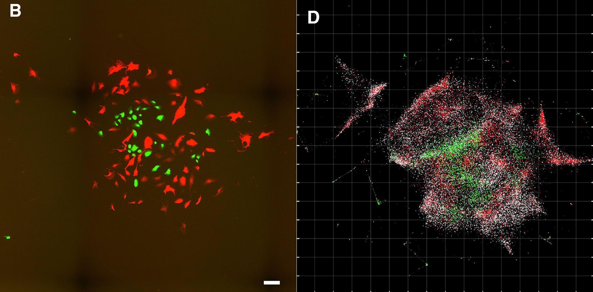 Aile de papillon au microscope électronique. : r/interestingasfuck, image size:1920x947