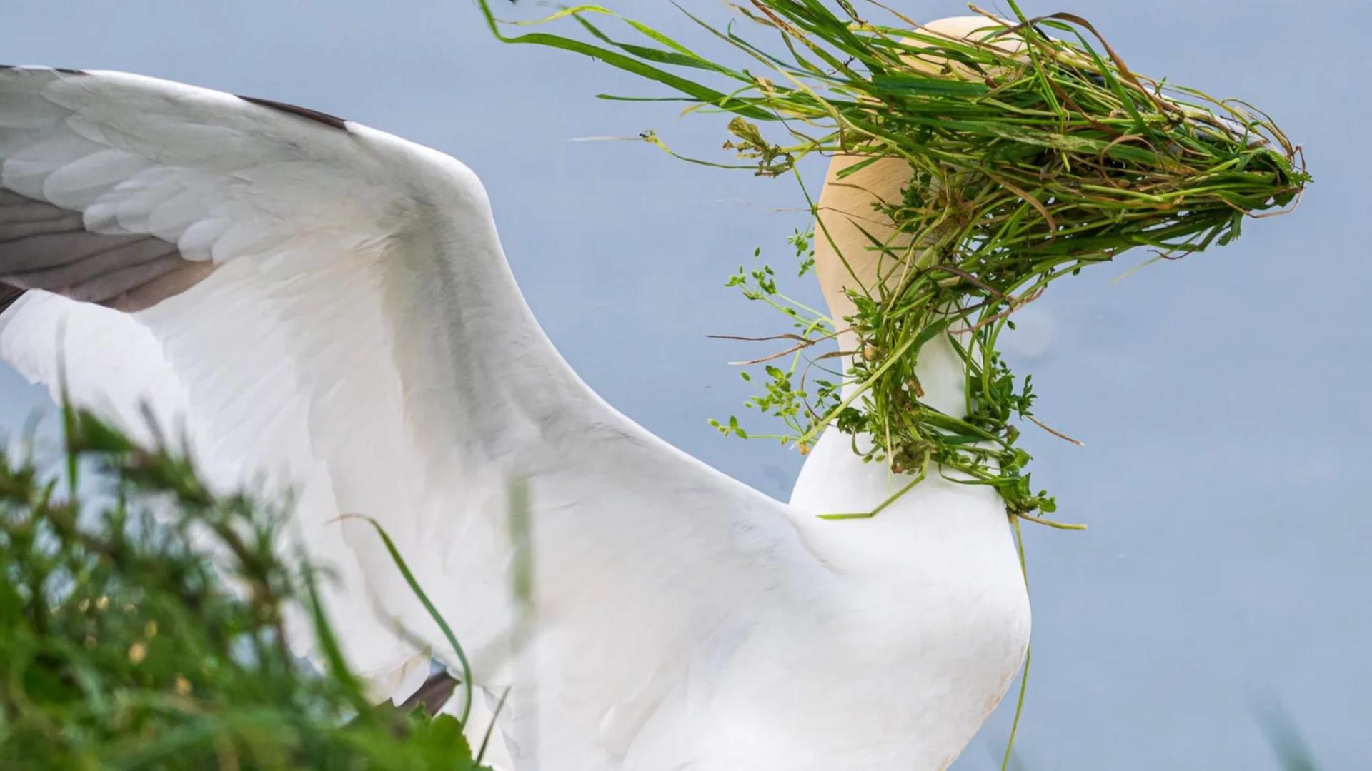 La photo de la semaine : comment cet oiseau a déclenché un fou rire… sans le vouloir