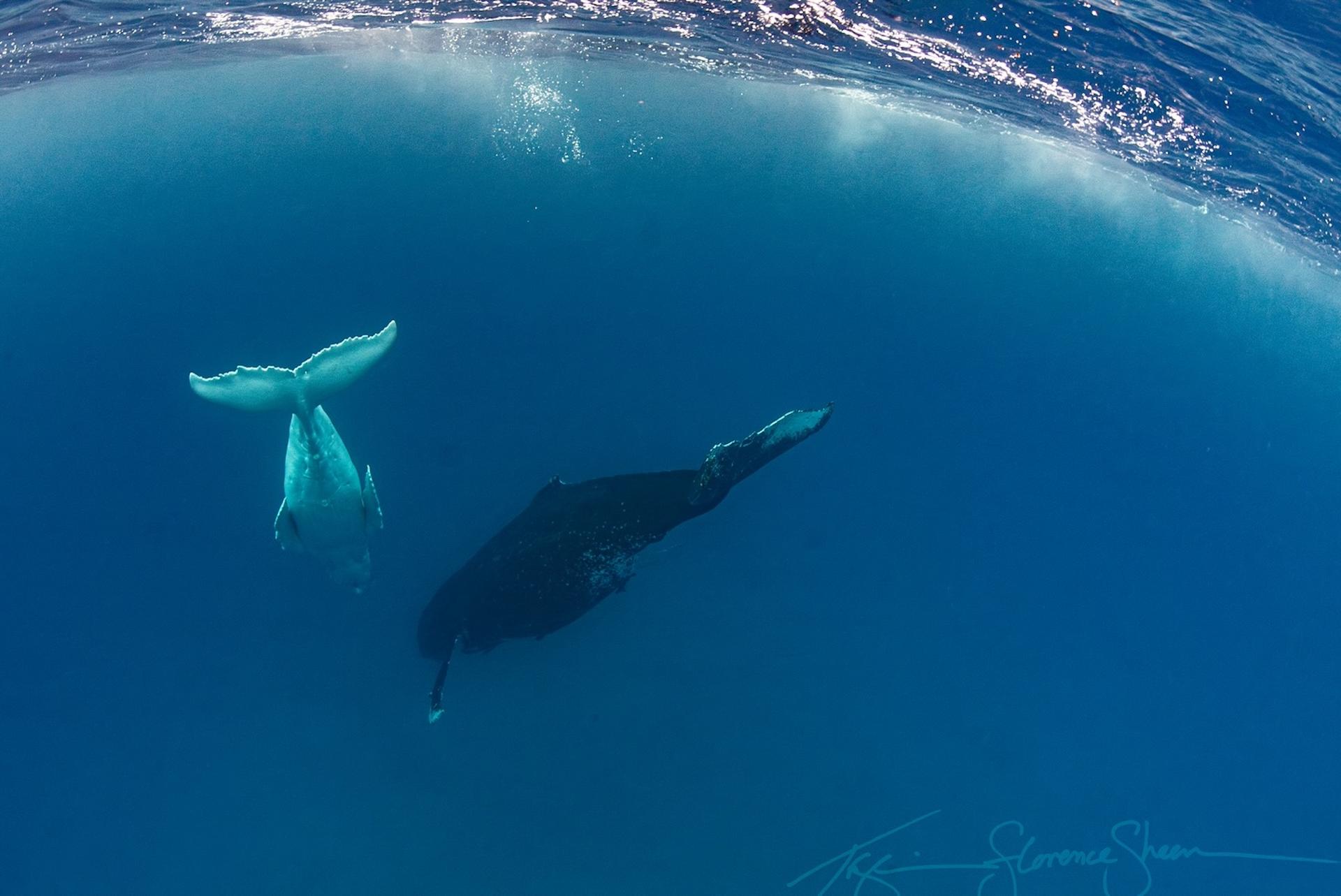 La photo de la semaine : croiser une baleine à bosse albinos tient du miracle, mais ce que révèlent ces images va encore au-delà