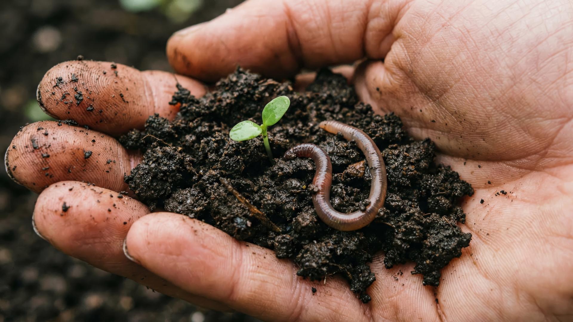 Les experts révèlent l'état des sols européens : « l'impact est majeur sur la biodiversité souterraine » dans 70 % des cas