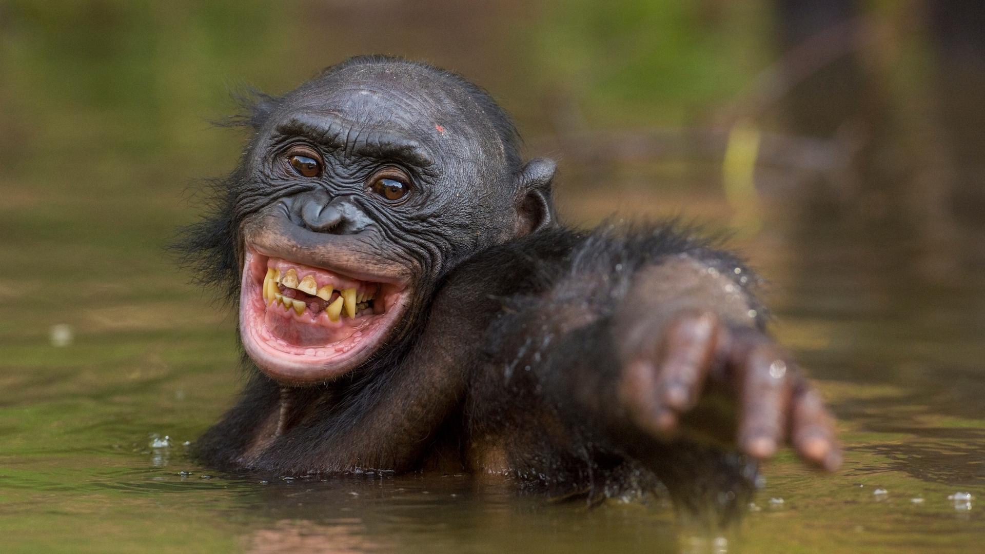 Bonobos, chimpanzés : ces scènes de violence inattendue bousculent tout ce qu’on pensait