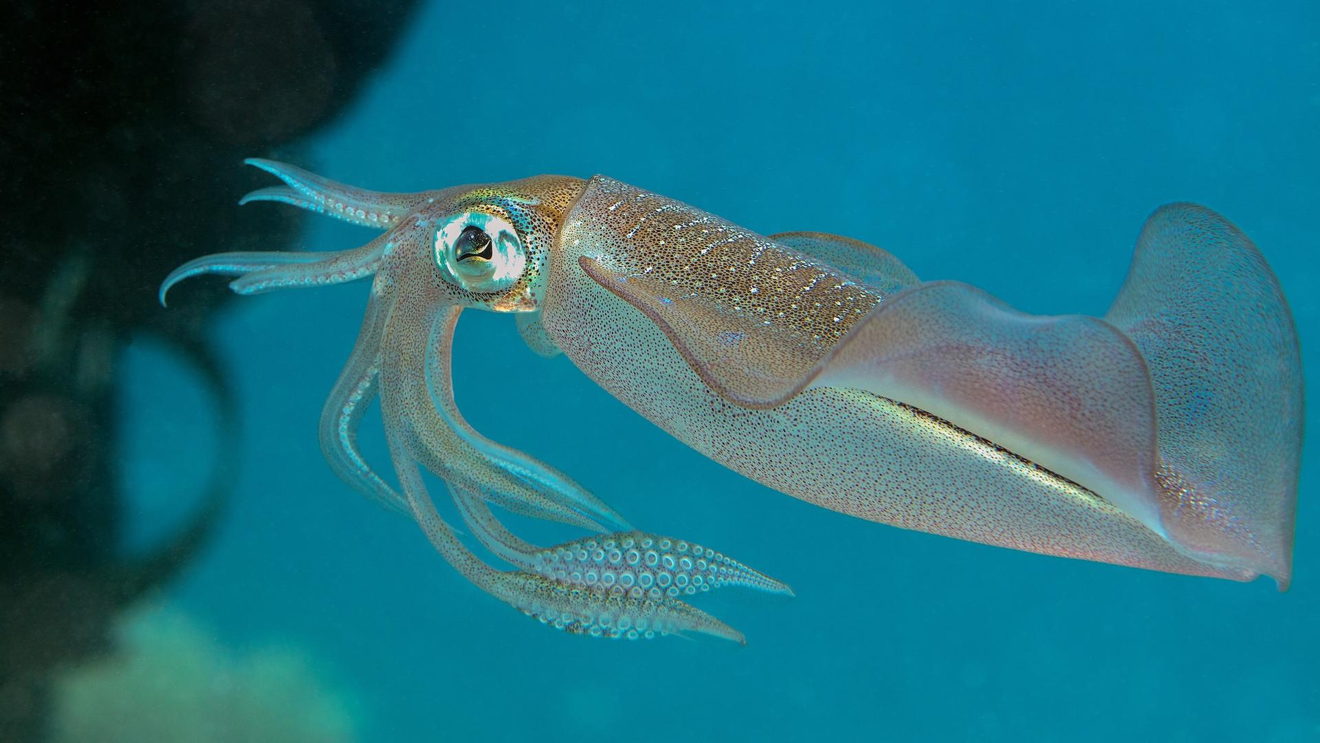Le résultat a stupéfié les chercheurs : l’océan pourrait réduire de moitié le cerveau des animaux les plus intelligents des profondeurs