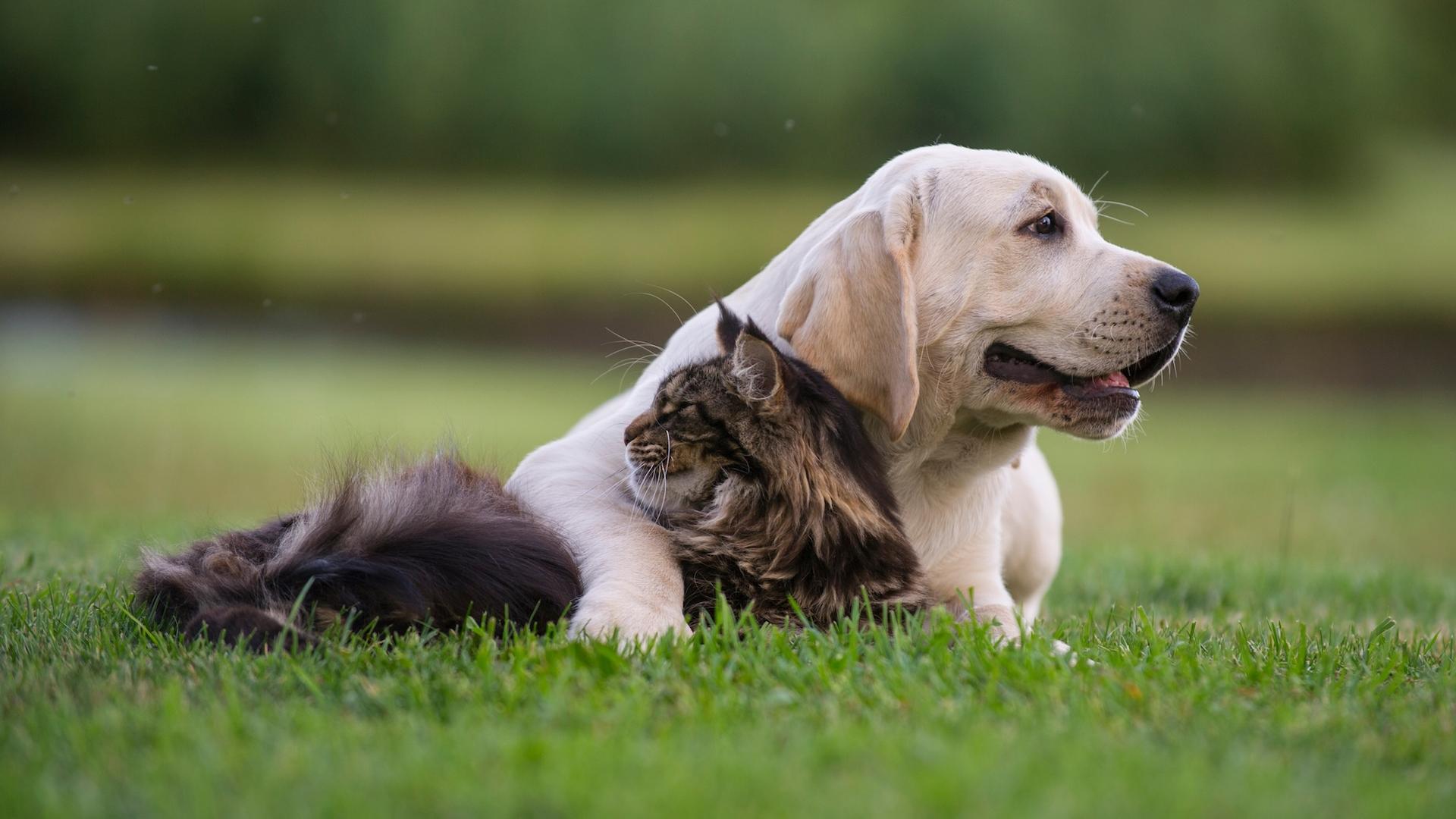Chiens, chats et stress : ce que révèle cette étude pourrait surprendre leurs propriétaires