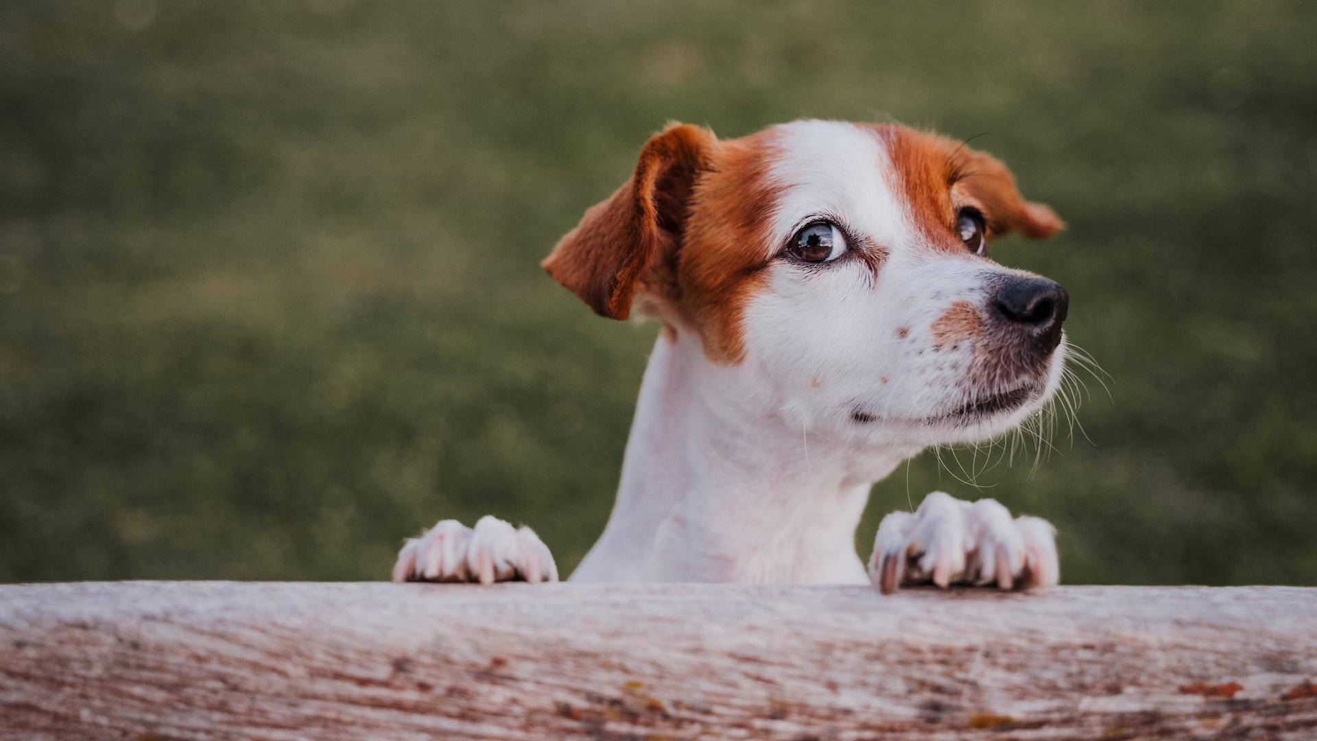 En parlant à votre chien, vous modifiez la façon dont son cerveau entend vos mots