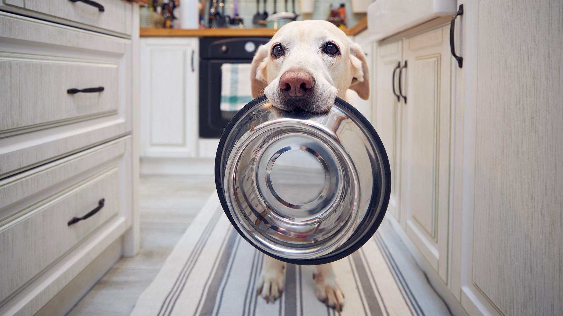 Les chiens et le climat : pourquoi leur alimentation devient un vrai sujet environnemental
