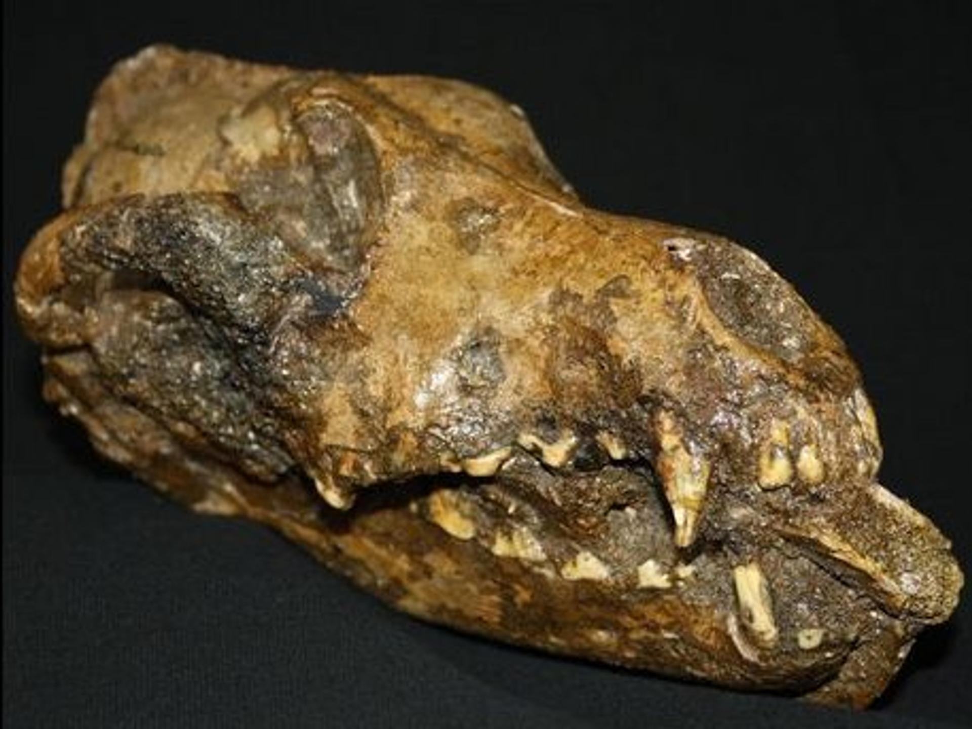 Un os de mammouth dans la mâchoire d’un chien fossile — free download