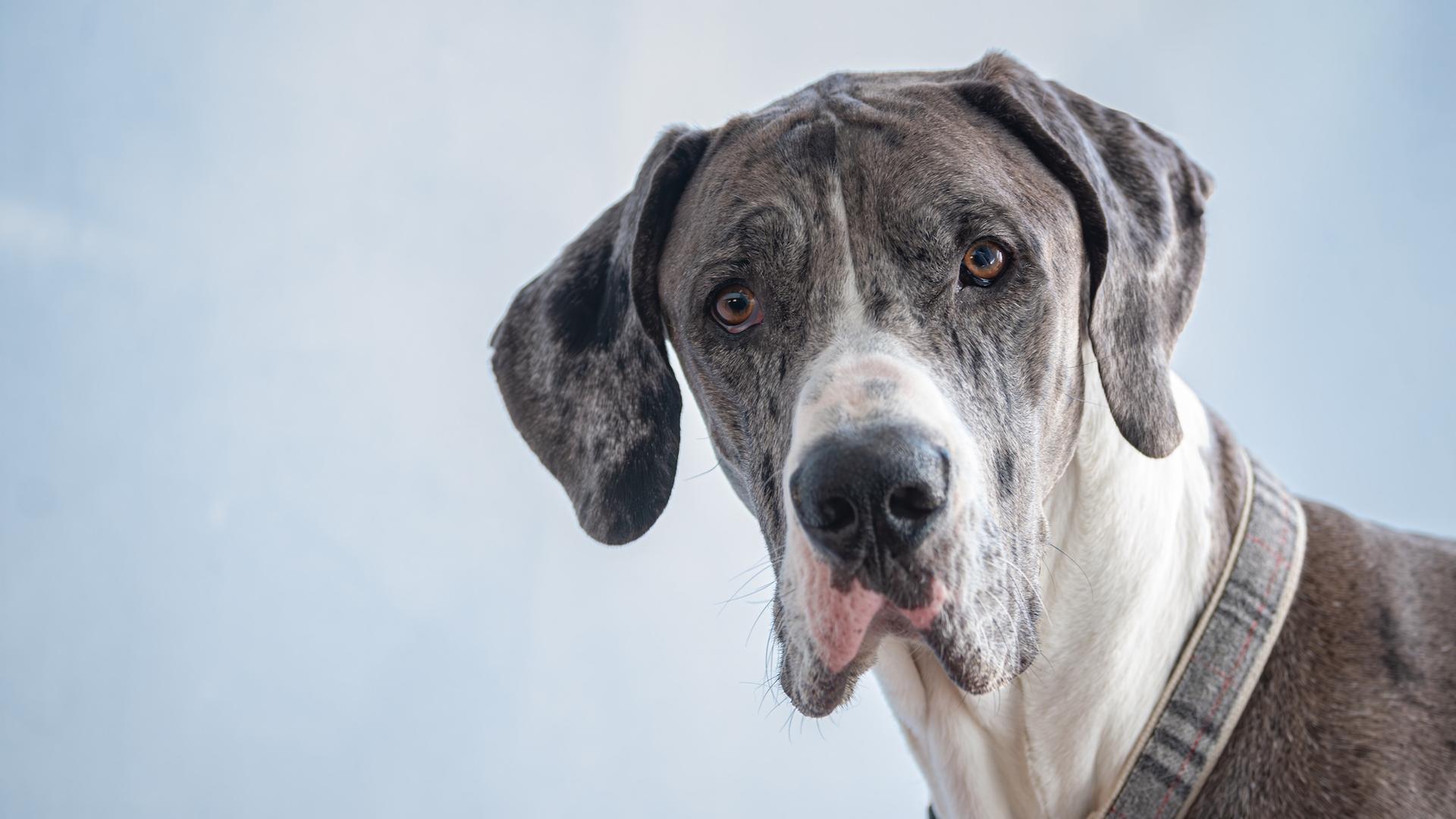 Votre chien vous observe : ce que votre humeur change dans son cerveau