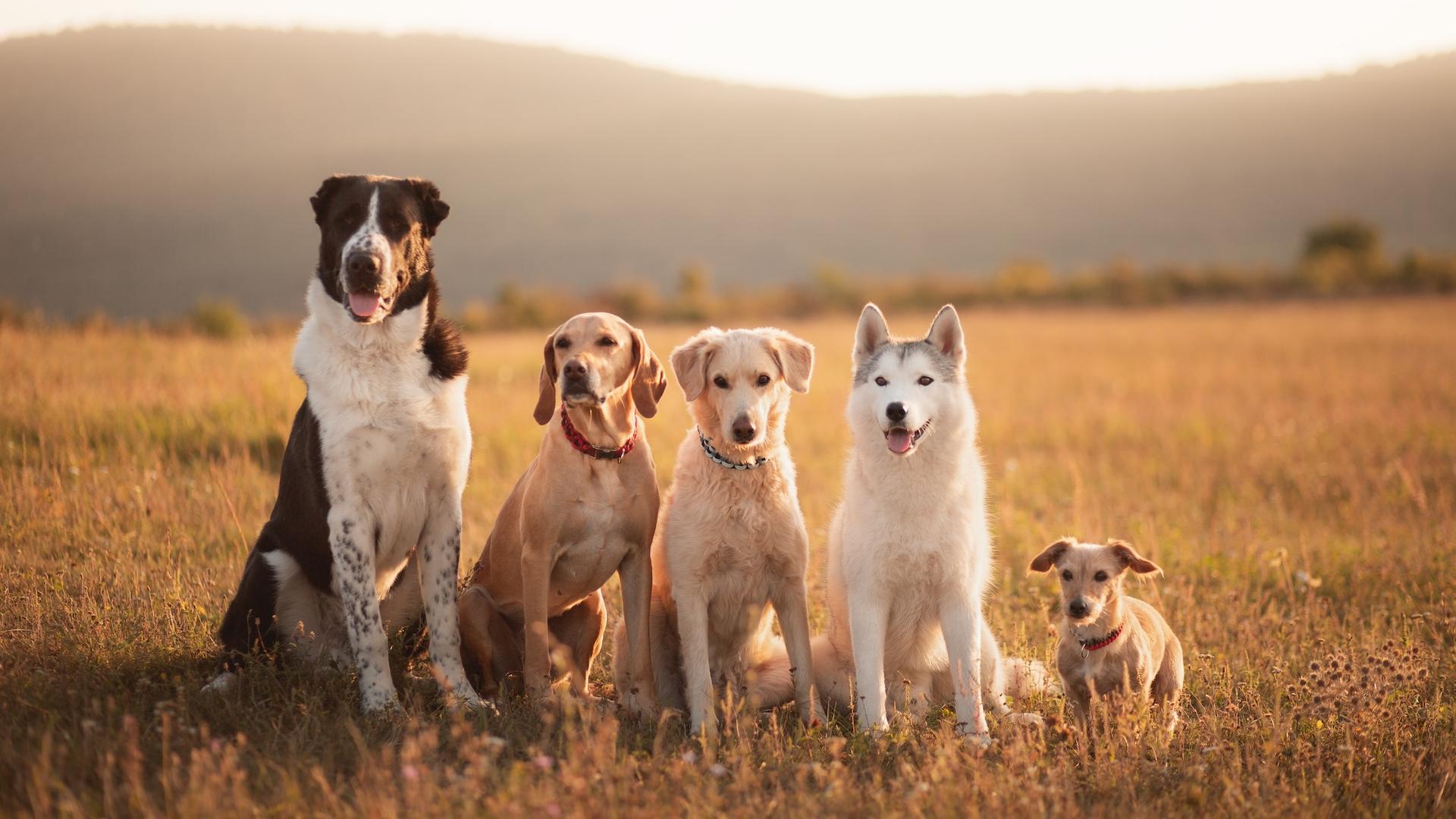 « Avec votre chien, il faut être juste et réaliste. Vous ne demanderiez pas à un poisson rouge de grimper à un arbre… »