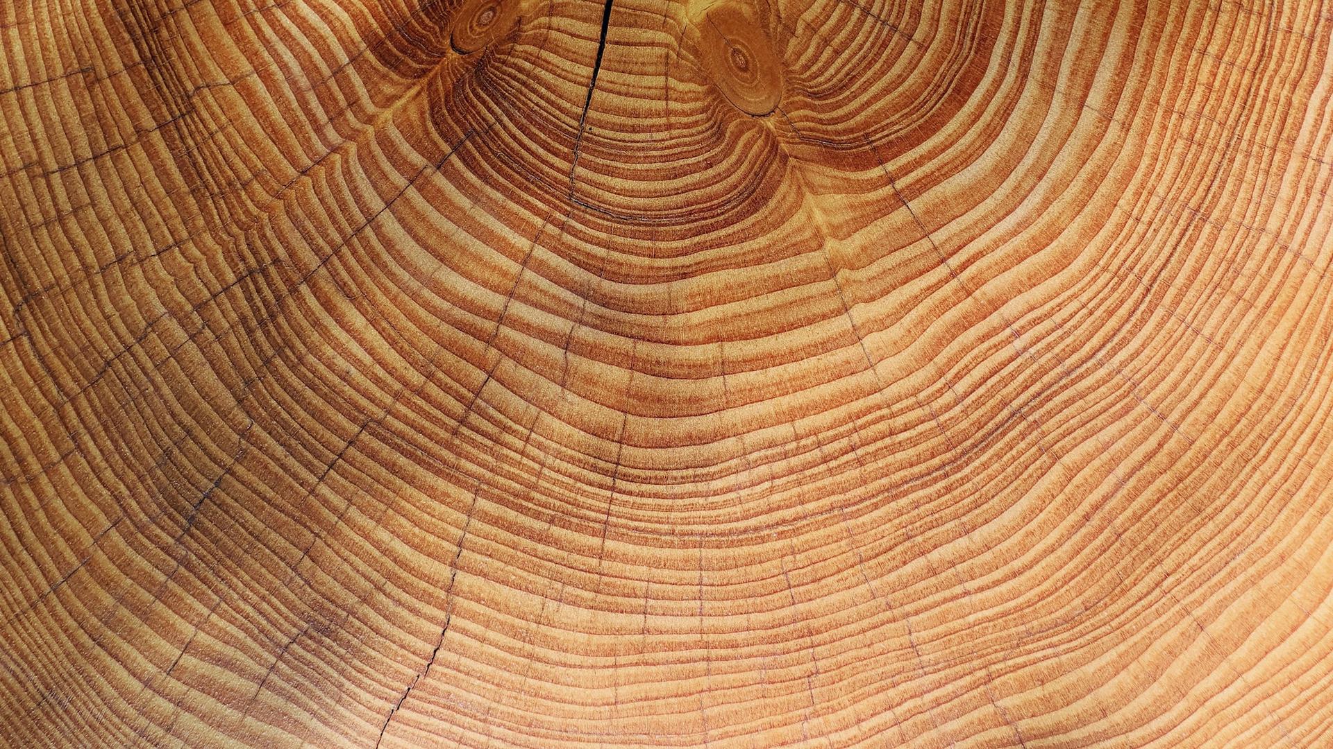 Les cernes de ces pins révèlent un basculement inquiétant du climat méditerranéen