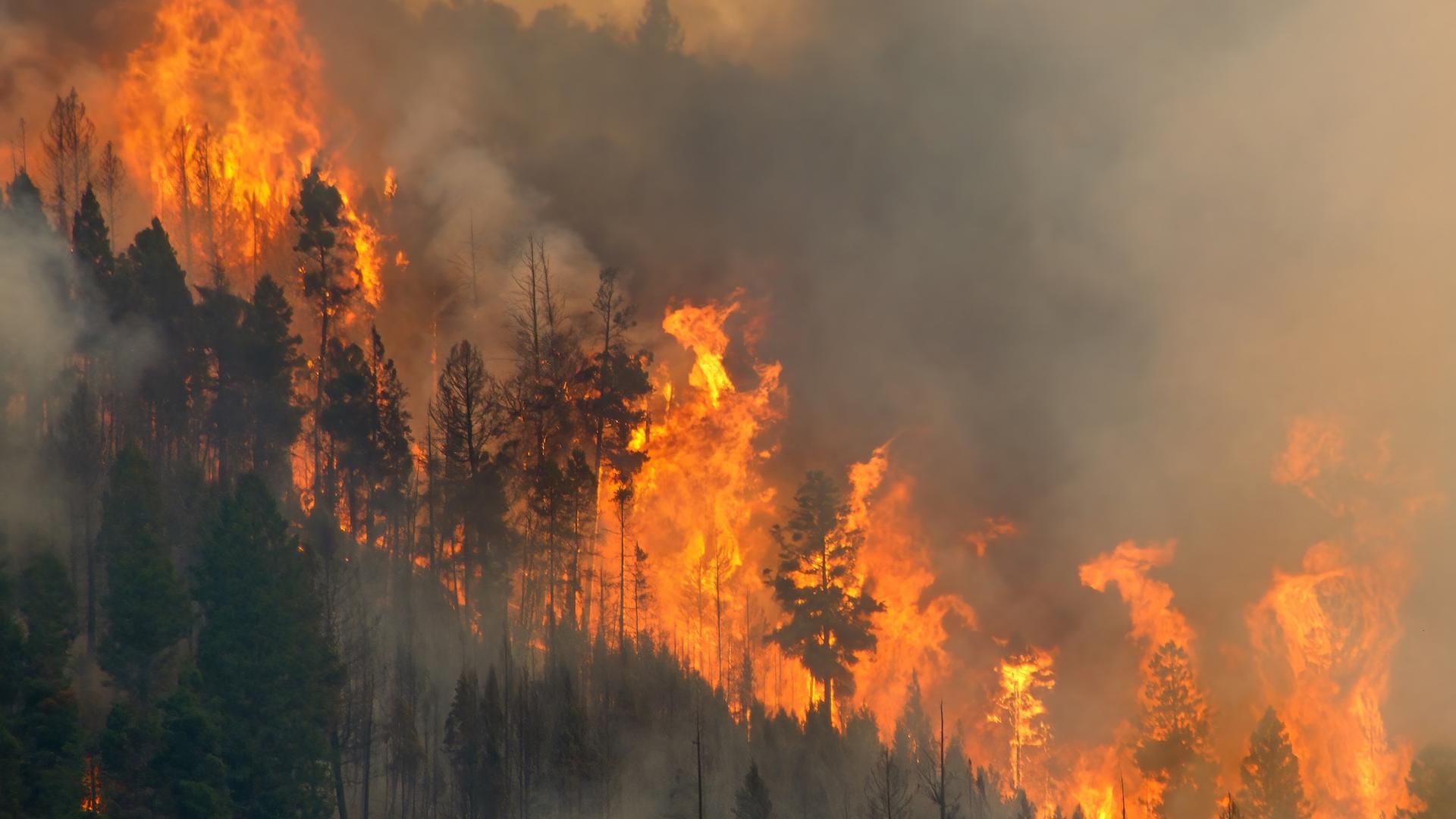 « Ce que les flammes cachent » : des scientifiques découvrent les molécules qui font basculer l’incendie