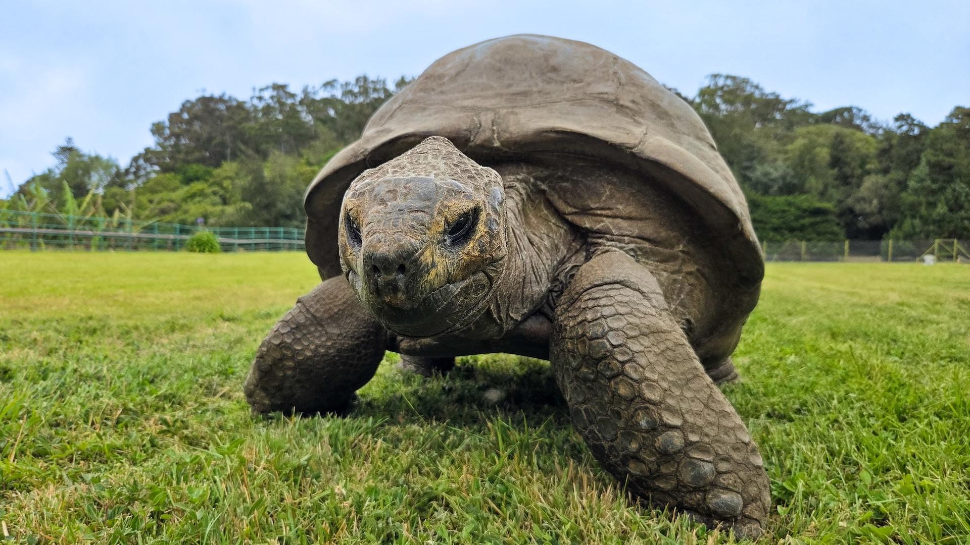 Jonathan the tortoise has genetic variants that resist cellular decay