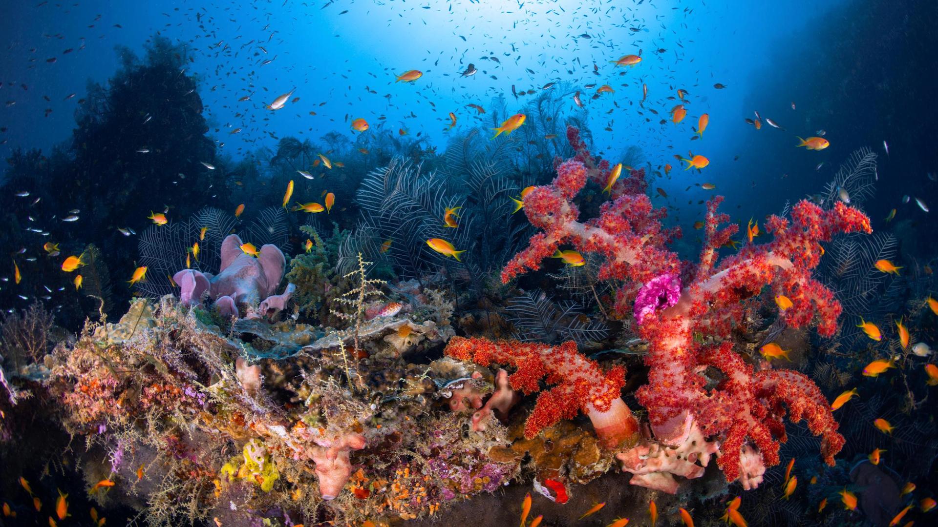 Il plonge là où presque personne ne va pour percer le secret de la zone crépusculaire du lagon de Mayotte