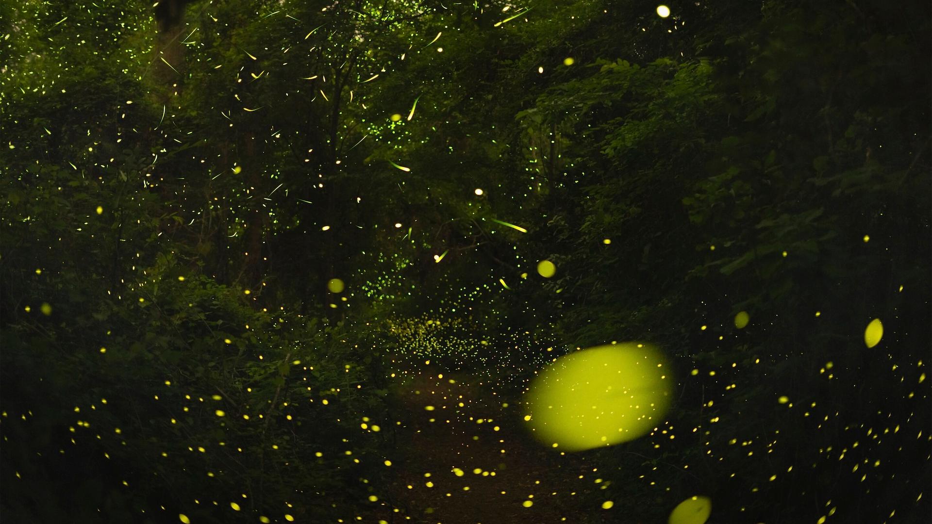 Photo de la semaine : pourquoi ces lucioles se mettent soudain à clignoter ensemble