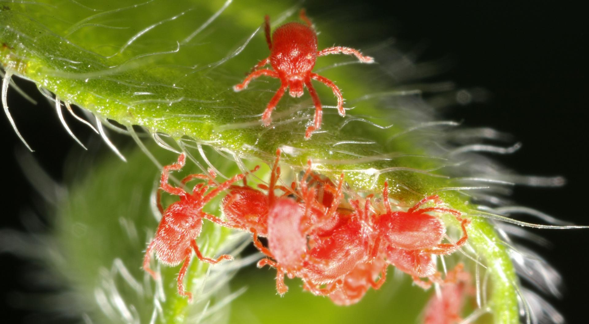 Comment lutter contre l'araignée rouge de manière écologique — free download