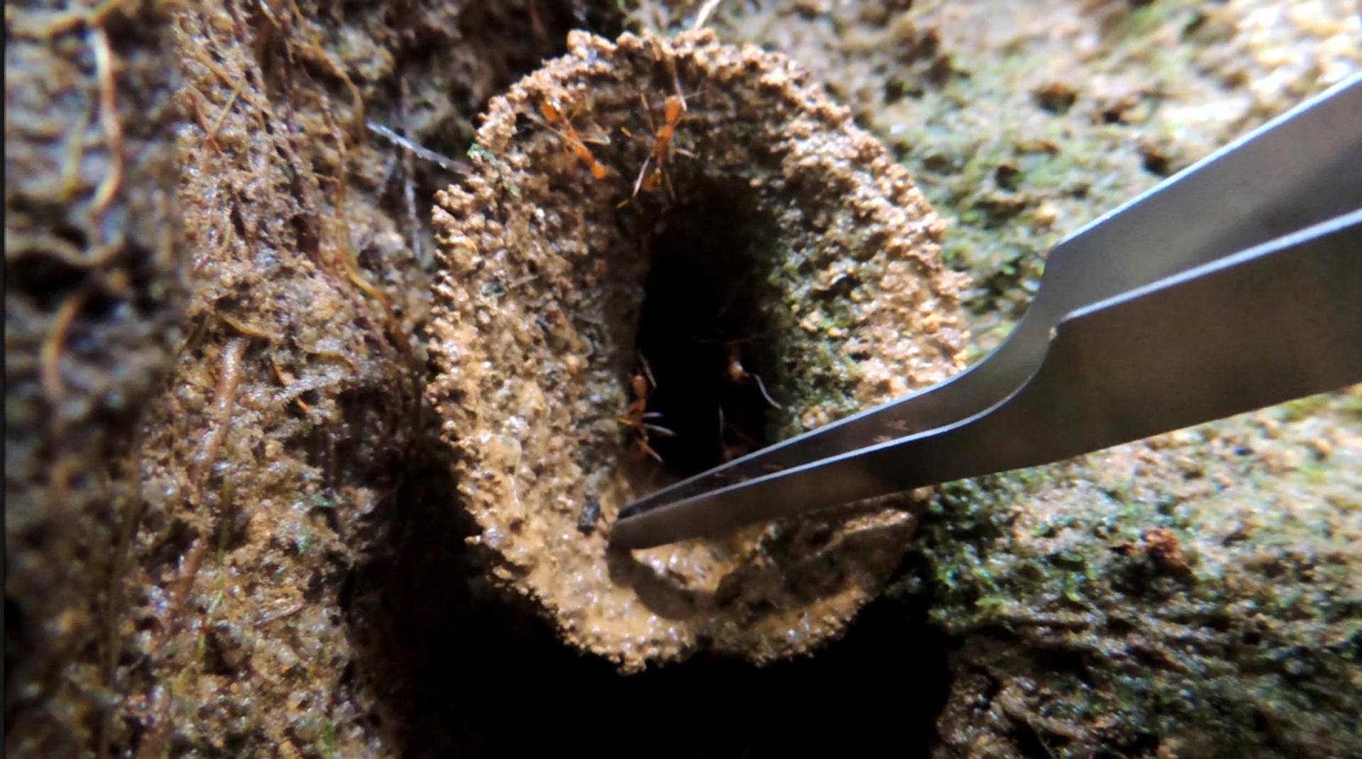 Des fourmis soldats se jettent du nid avec leurs intrus ! - 