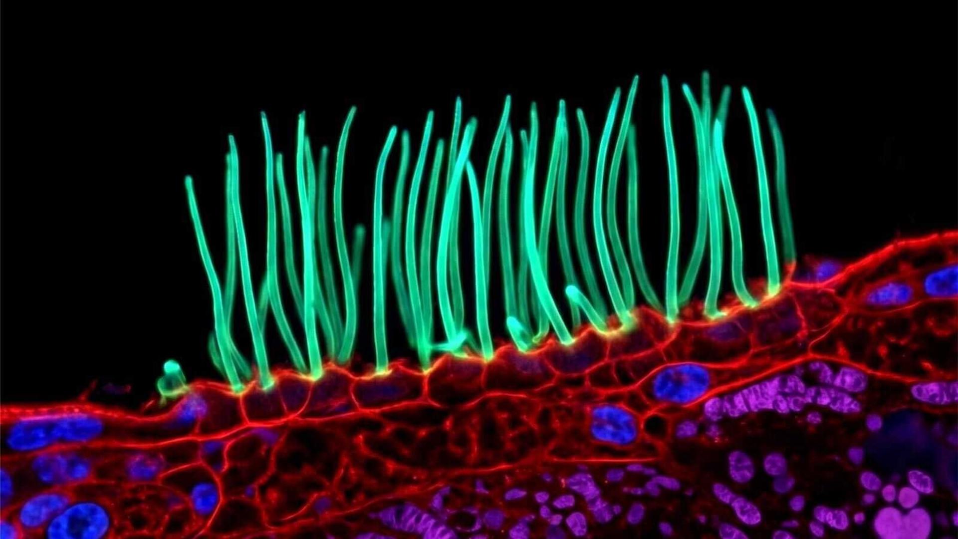 La photo de la semaine : cette danse microscopique qui a remporté un prix fascine… mais quelque chose dérange les spécialistes
