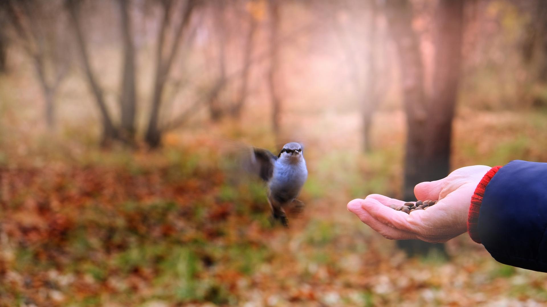 Les oiseaux urbains fuient plus vite devant les femmes que les hommes révèle une étude, et c’est très étrange