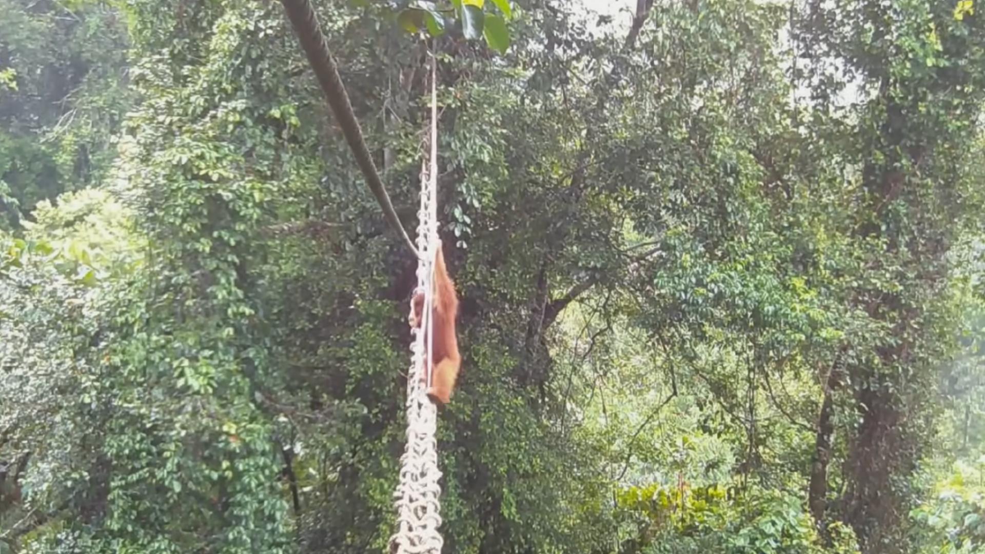La photo de la semaine : l’instant où cet orang-outan ose enfin traverser ce pont au-dessus du vide, une image pleine d’espoir