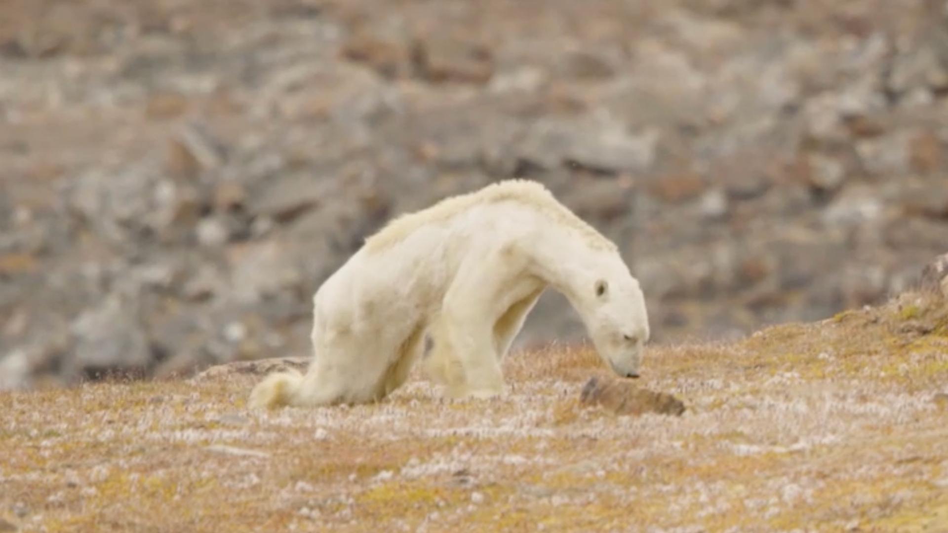 L’image qui a stupéfié le monde : l’ours polaire qui a brisé les cœurs… et trompé notre regard