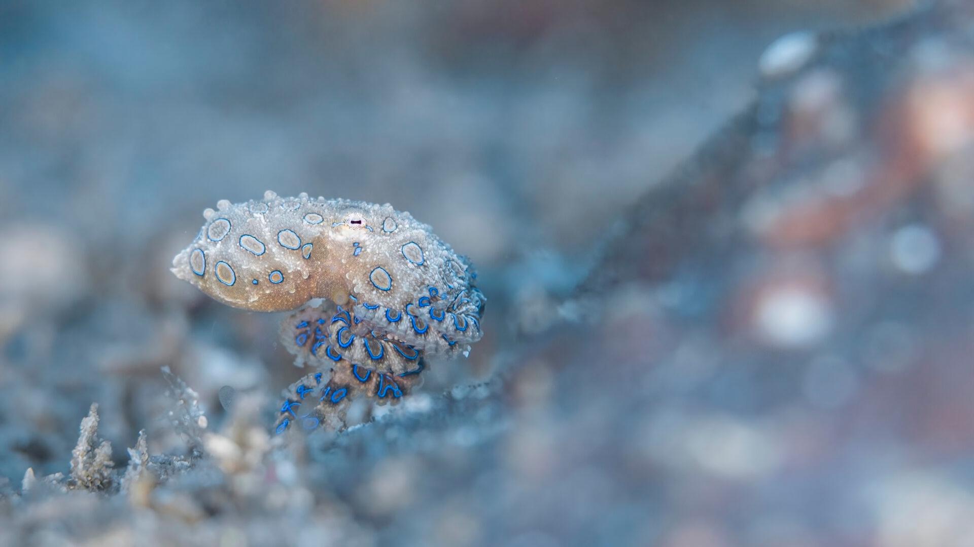 La photo de la semaine : plongez dans les plus belles images sous-marines de l’année