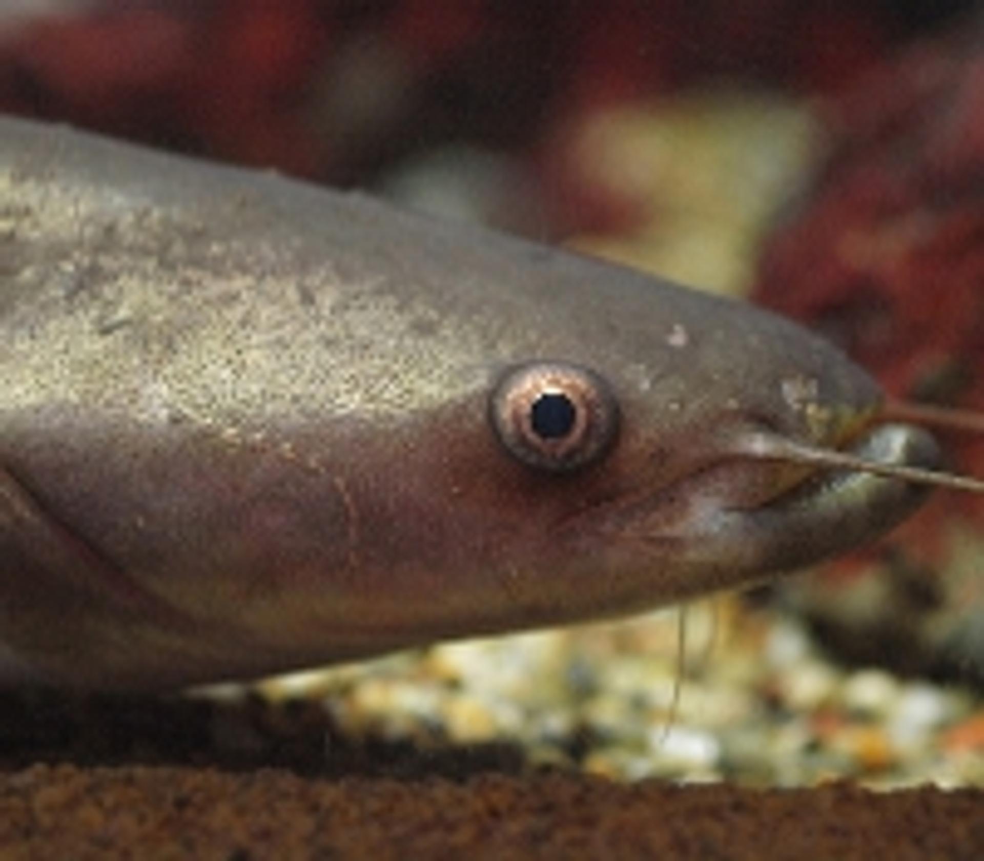 Le dauphin de l'Indus menacé d'extinction par les barrages, image size:1920x1680