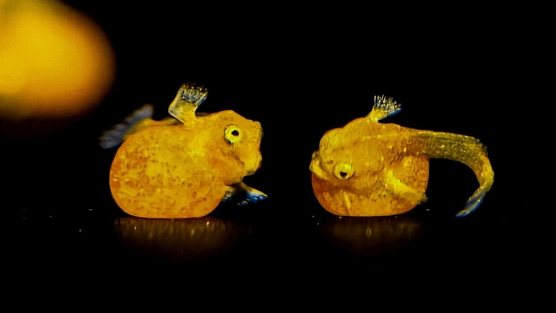 La photo de la semaine : l’image rarissime de poissons qui semblent avoir de petites mains et dont il ne resterait qu’une centaine d’individus !