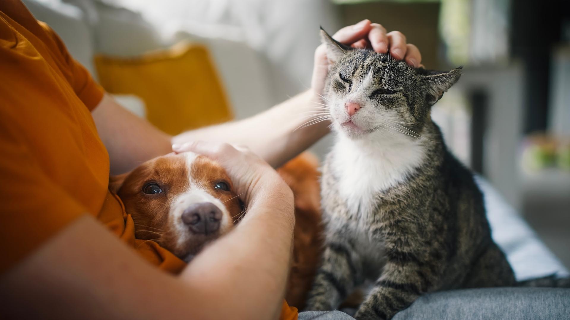 « Comme un membre de la famille » : n’attendez pas qu’il soit trop tard pour découvrir les obsèques pour animaux