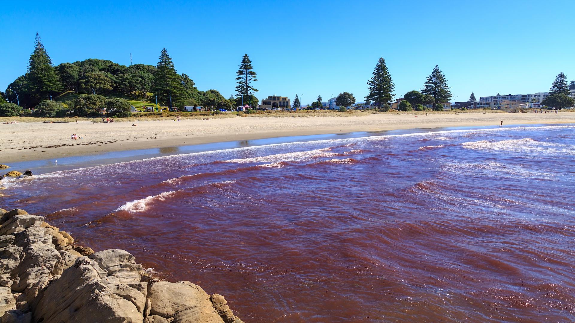 Marée rouge géante en Australie : derrière l’algue tueuse se cache un phénomène inattendu
