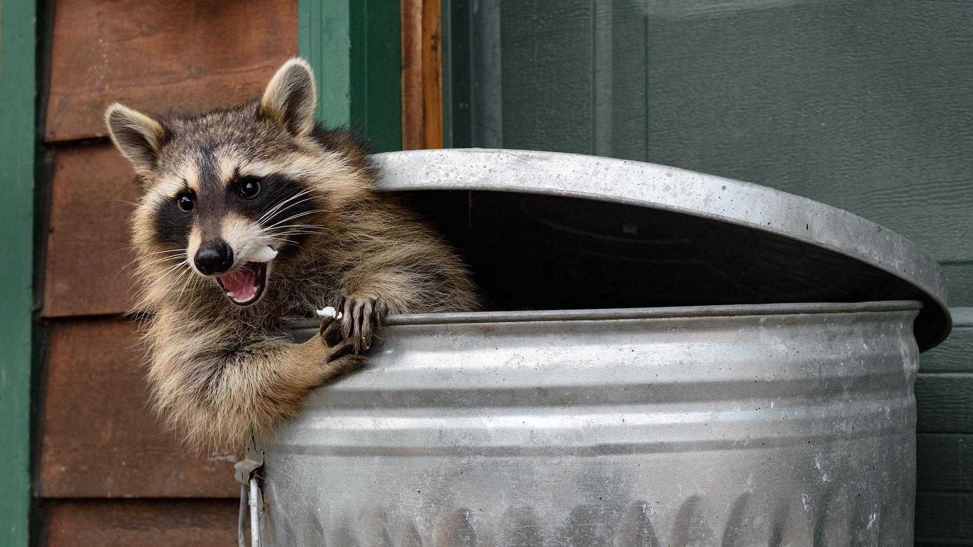 raton-laveur-poubelle.jpeg raton-laveur-poubelle.jpeg