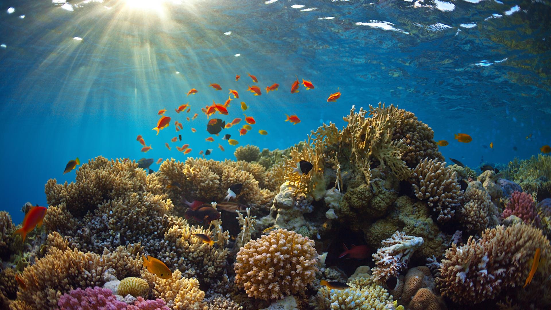 Un « super » El Niño se prépare : ce que les coraux des Galápagos révèlent sur son intensité