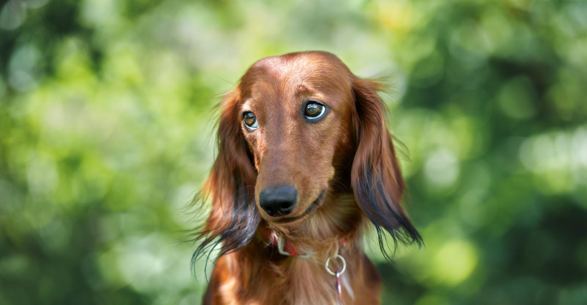 Canapé pour chat et chien en bois et fausse fourrure | Oscar et Plume, image size:1920x1000