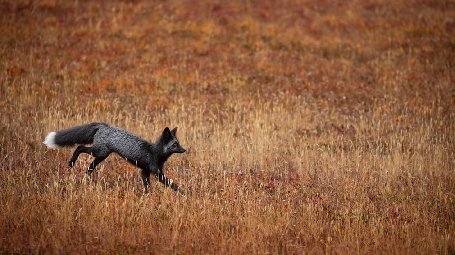 La photo de la semaine : le renard des Cascades se dévoile dans des images rares, alors qu’ils ne seraient plus qu’une cinquantaine