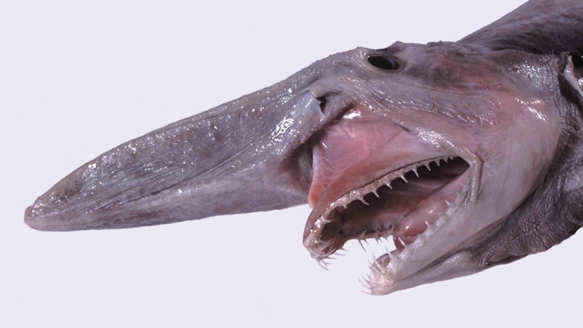 La photo de la semaine : le « requin le plus laid du monde » a enfin été filmé vivant !