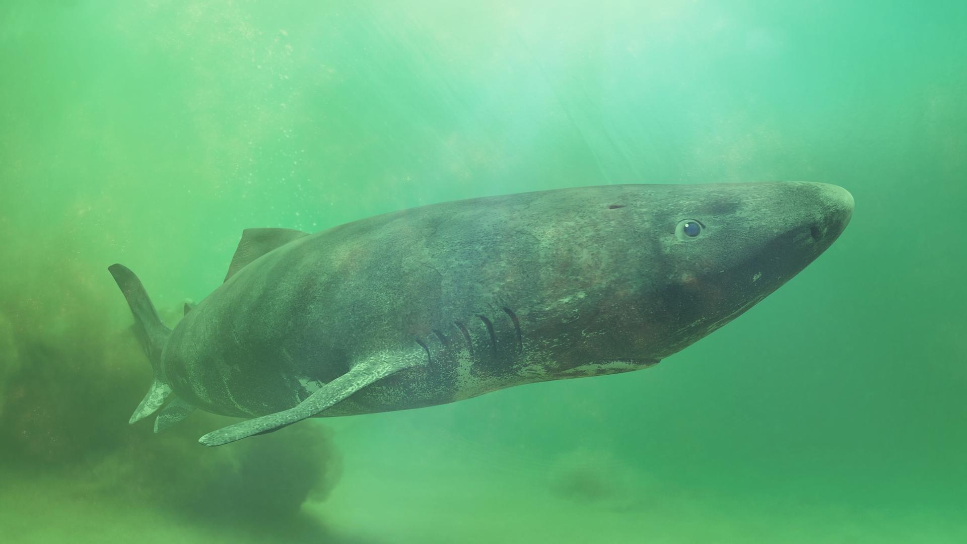 Derrière le requin de 400 ans, une découverte scientifique majeure sur la longévité