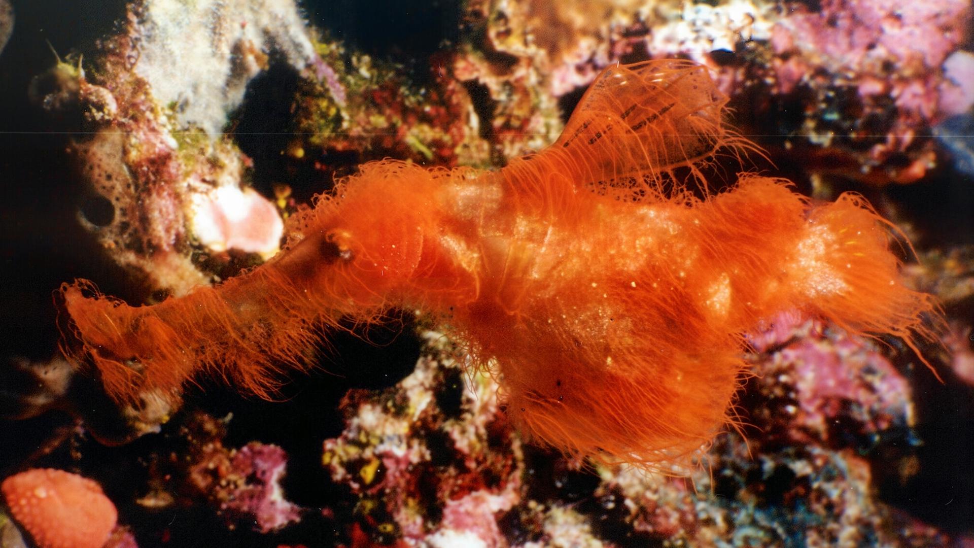 La photo de la semaine : difficile de ne pas voir un personnage de Sesame Street dans ce drôle de poisson hirsute
