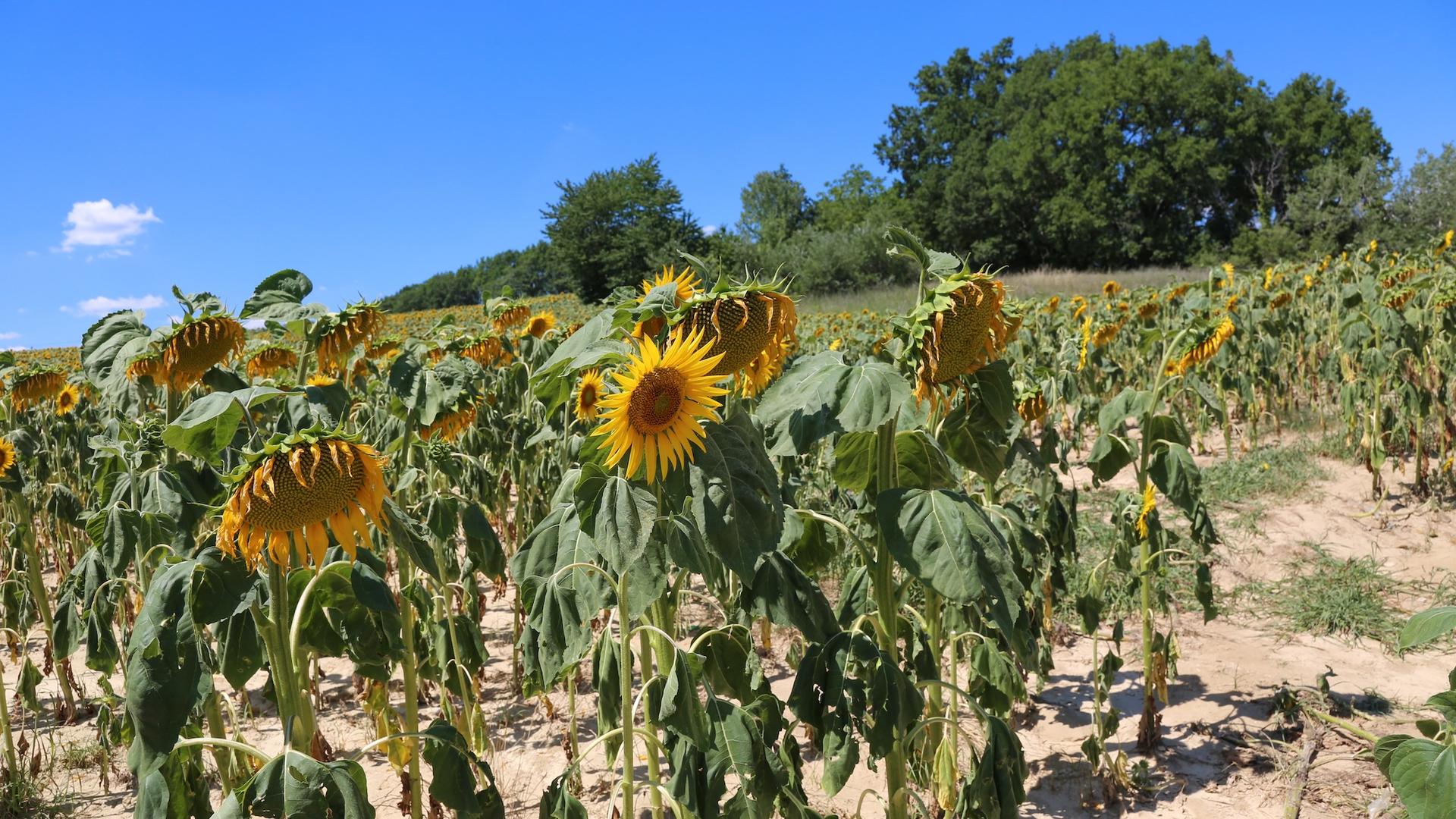 Sécheresse en France et pluies extrêmes à 10 000 km : ce que cache ce grand écart climatique