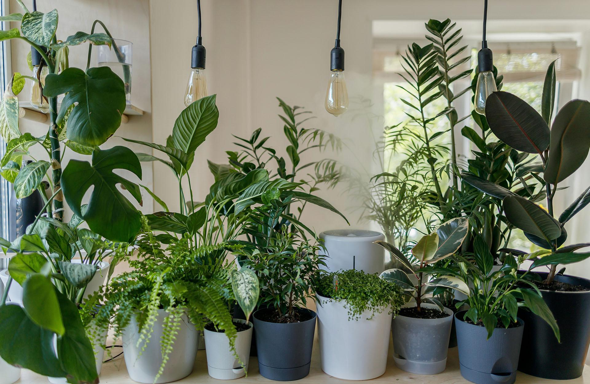 Plantes dépolluantes : les plus efficaces pour purifier votre air intérieur