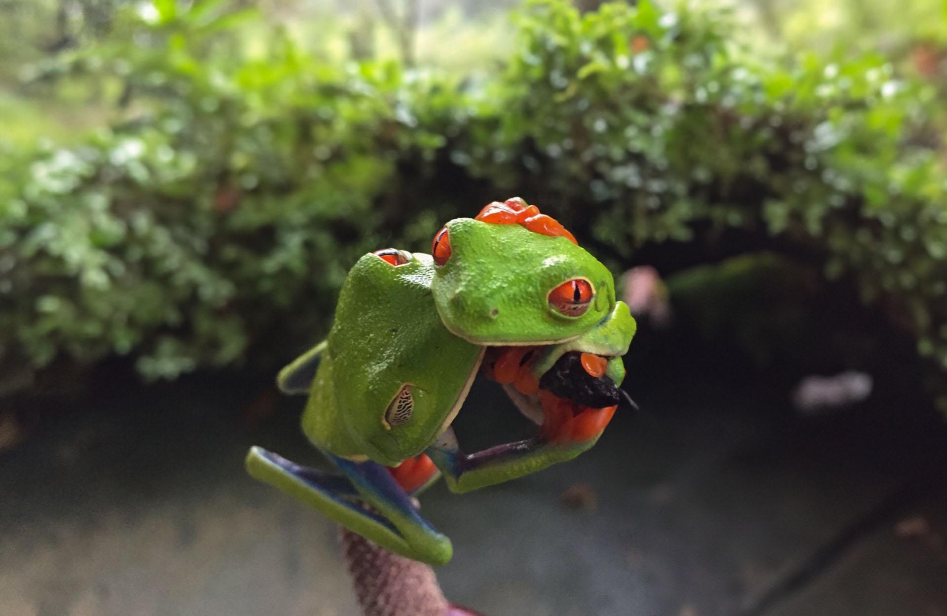 Costa Rica : les animaux les plus incroyables à voir absolument dans la jungle tropicale
