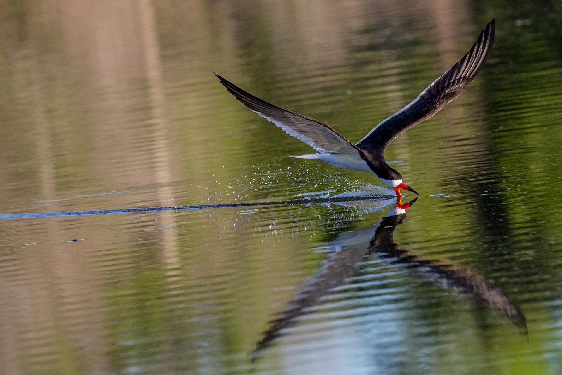 Quand la nuit se reflète : des photos d’animaux sauvages à couper le souffle
