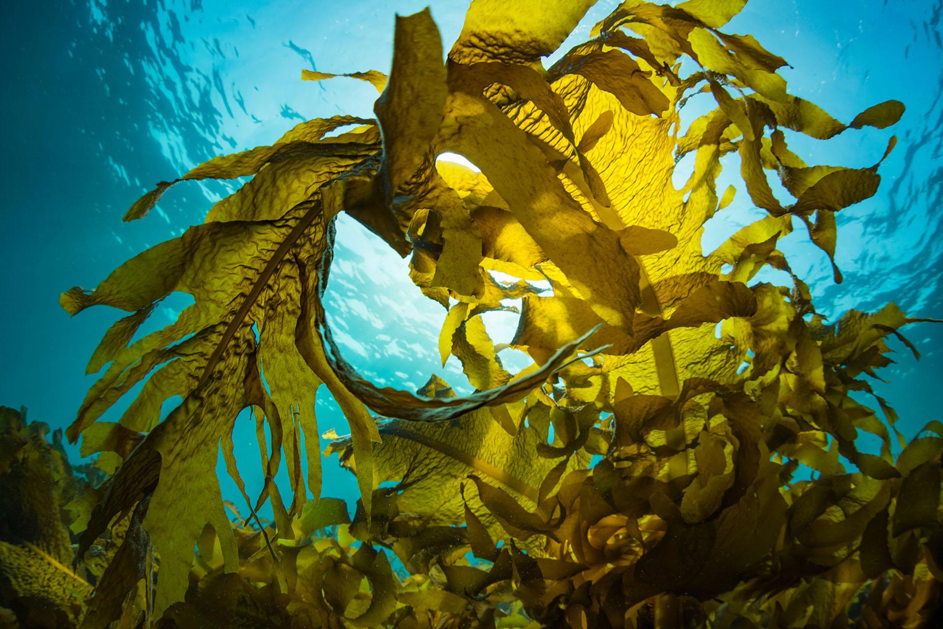 Lion de mer australien : un mammifère marin rare et menacé qui fascine biologistes et photographes