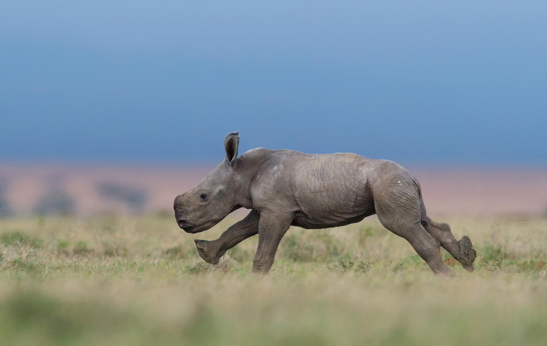 Exceptionnel : les premiers pas d’un bébé rhinocéros de quelques jours au Kenya