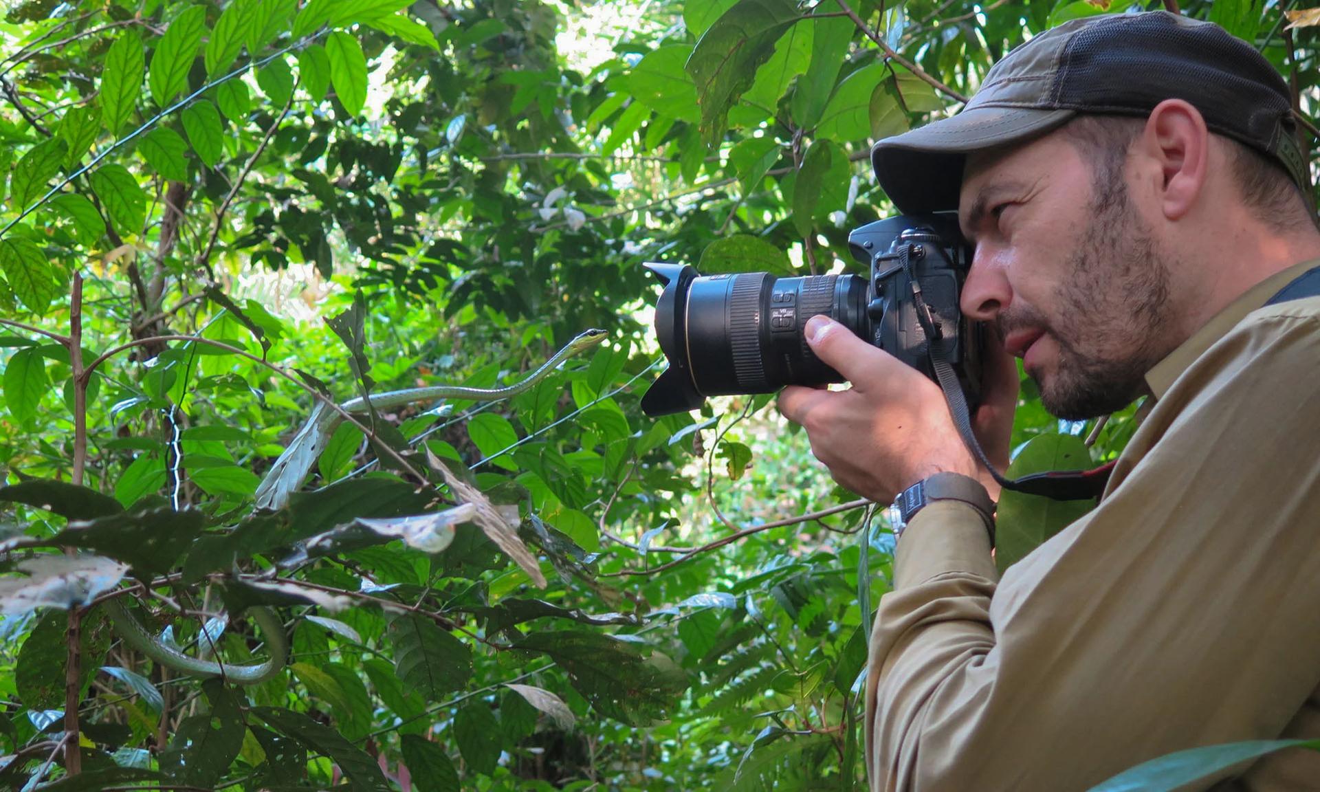 Le fer de lance de Martinique : ce serpent unique au monde n’existe nulle part ailleurs