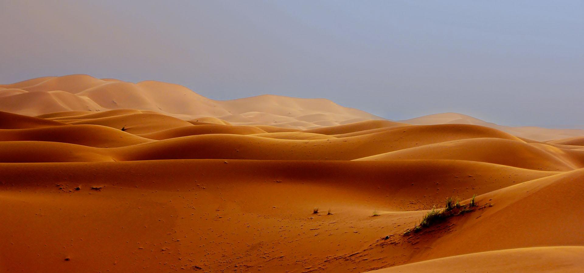 Fennec : le plus petit renard du monde face aux nuits brûlantes et glacées du Sahara