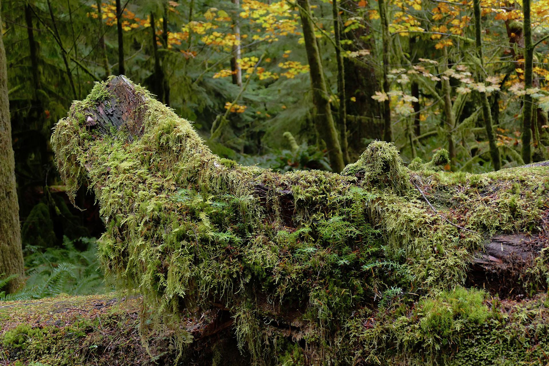 Sur l’île de Vancouver, entrez dans une forêt hors du temps où des géants de 800 ans frôlent les 80 mètres