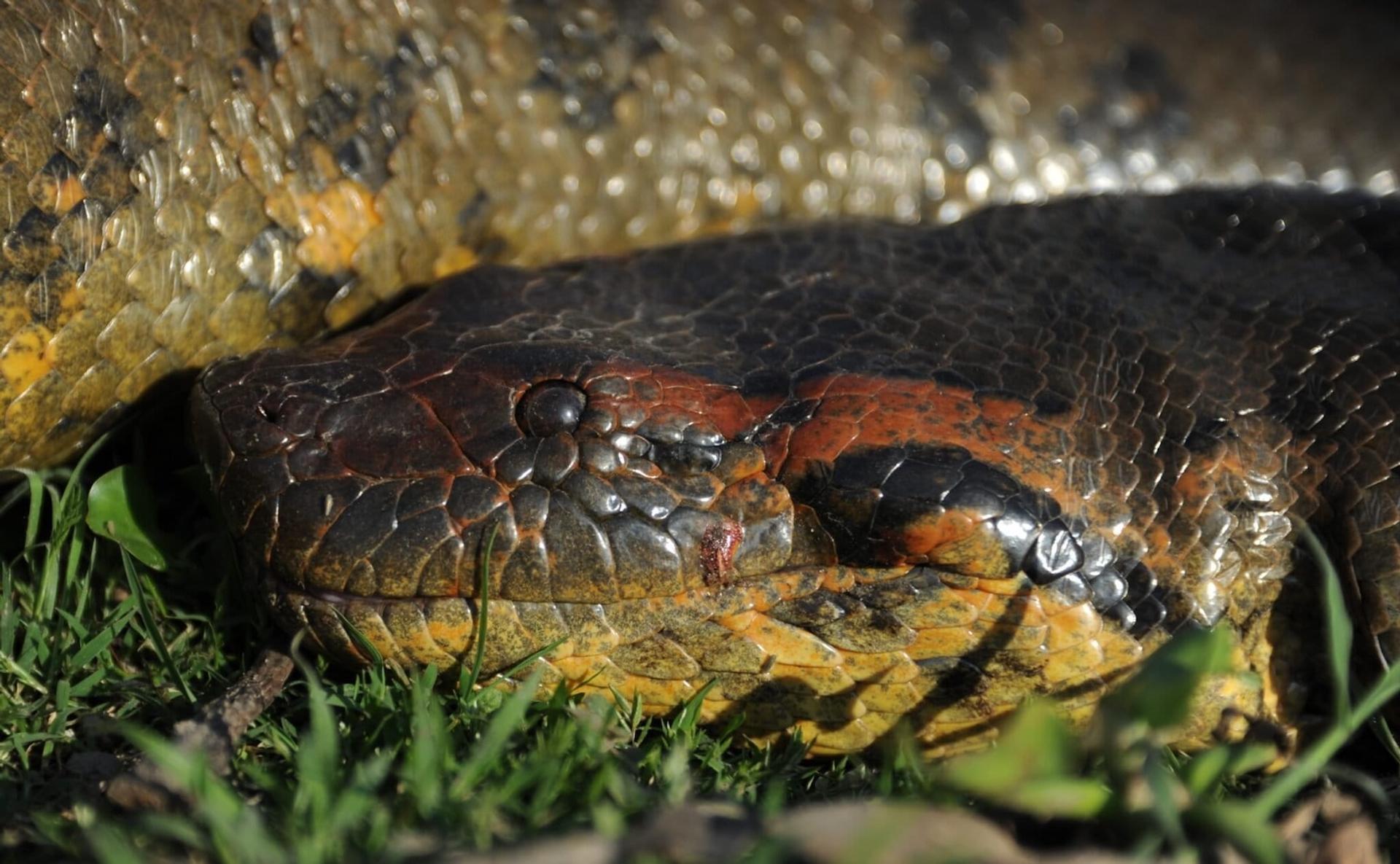 Des scientifiques révèlent une espèce de serpent géant en Amazonie qui nous avait échappé jusqu’ici !