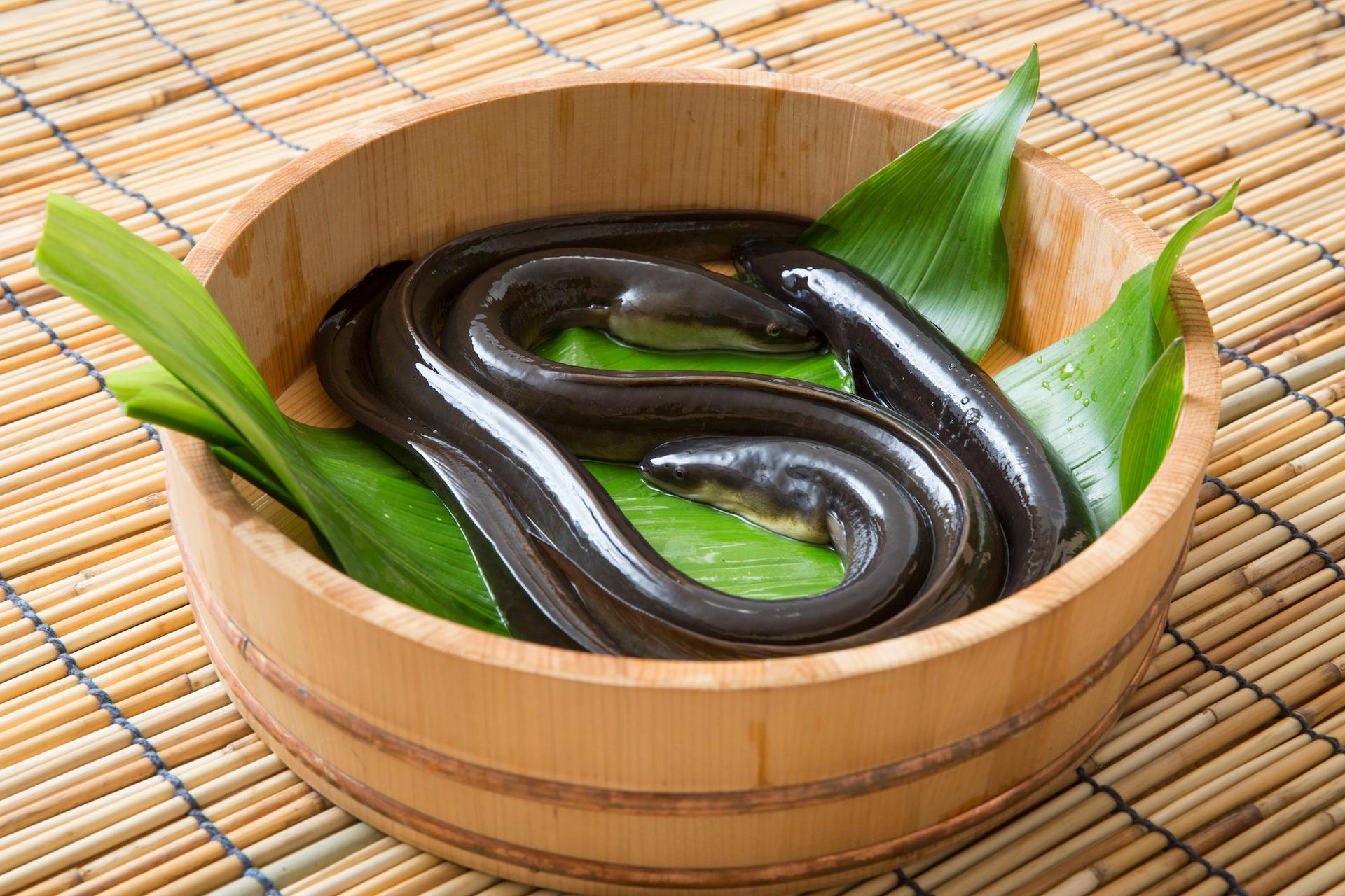Man Hospitalized After Eel Nibbles Intestines
